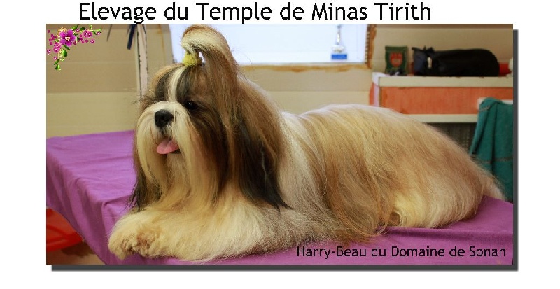 Les Shih Tzu de l'affixe Du Buisson De La Passée