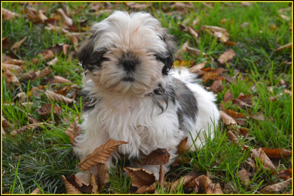 Du Buisson De La Passée - Chiot disponible  - Shih Tzu