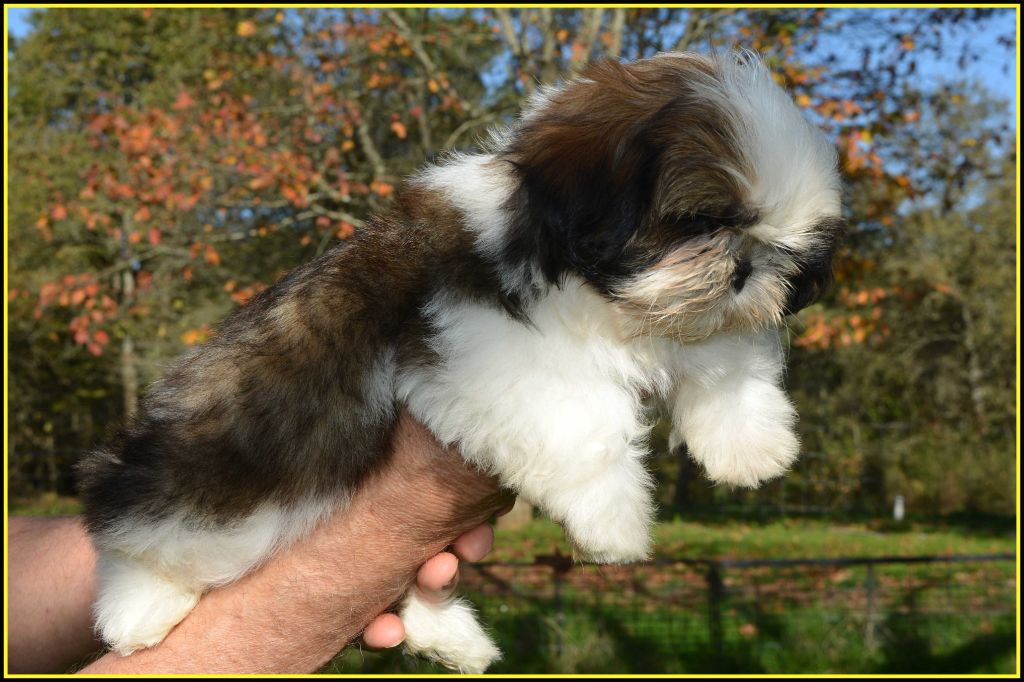 Du Buisson De La Passée - Chiot disponible  - Shih Tzu