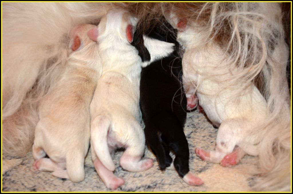 chiot Bichon Havanais Du Buisson De La Passée