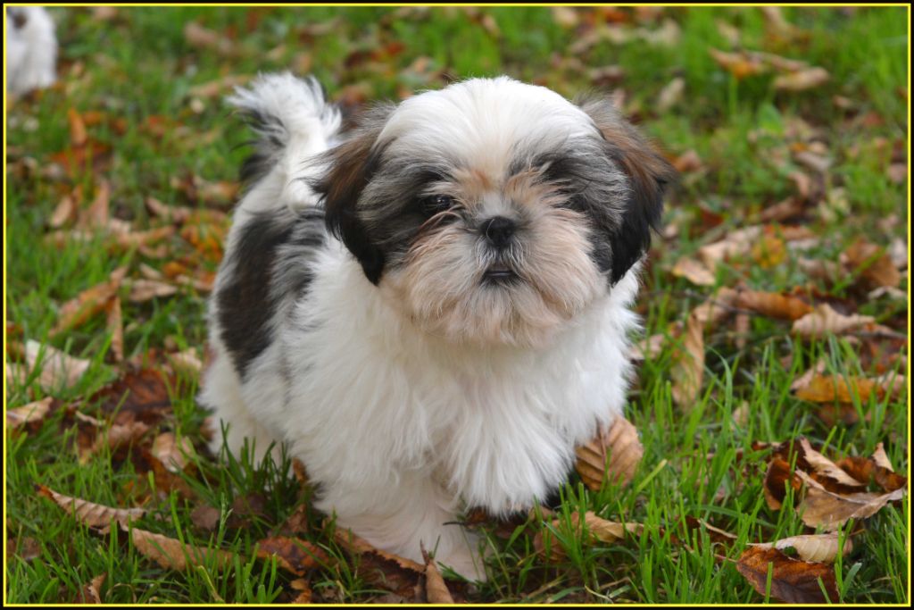 Du Buisson De La Passée - Chiot disponible  - Shih Tzu