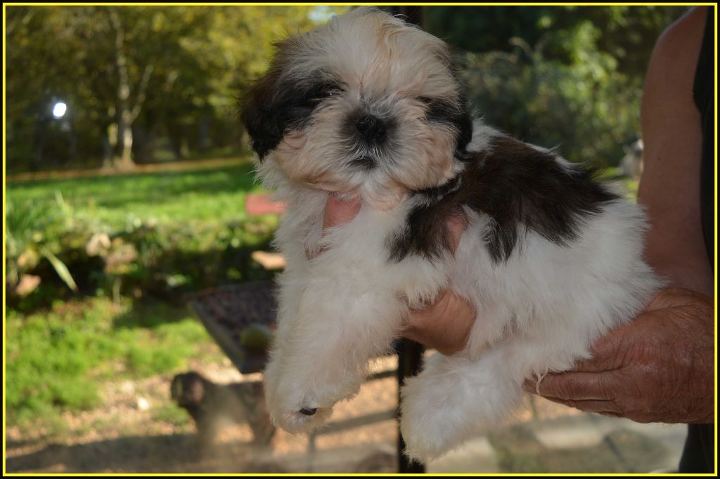 Du Buisson De La Passée - Chiot disponible  - Shih Tzu