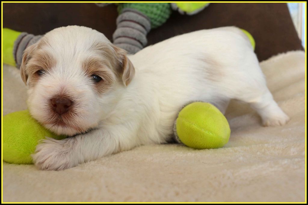 Du Buisson De La Passée - Chiot disponible  - Bichon Havanais