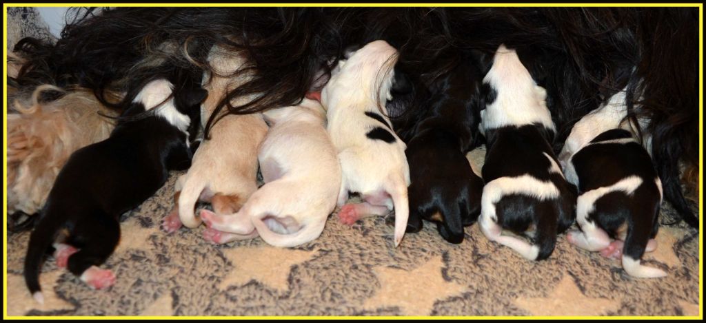 chiot Bichon Havanais Du Buisson De La Passée