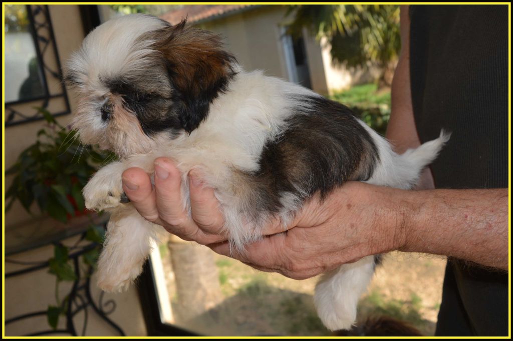 Du Buisson De La Passée - Chiot disponible  - Shih Tzu