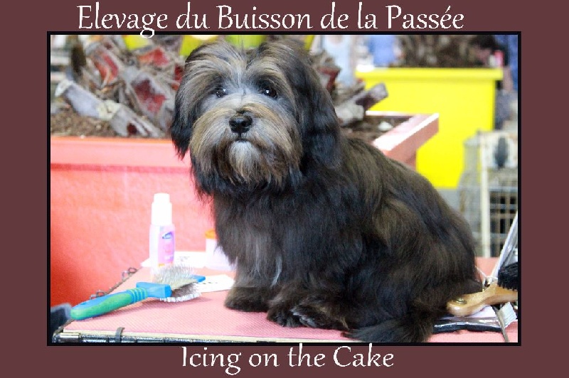 Icing on the cake Du Buisson De La Passée