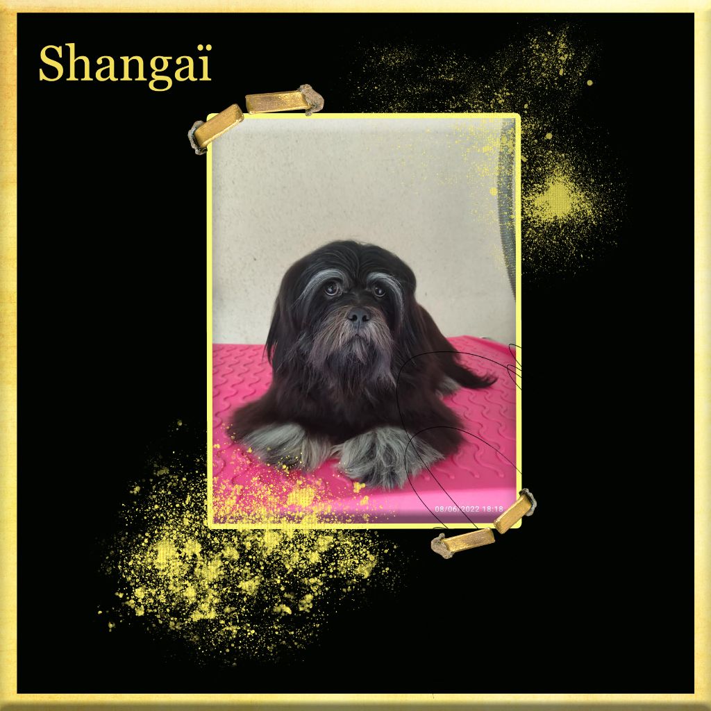 Shangaï of caniland's dream
