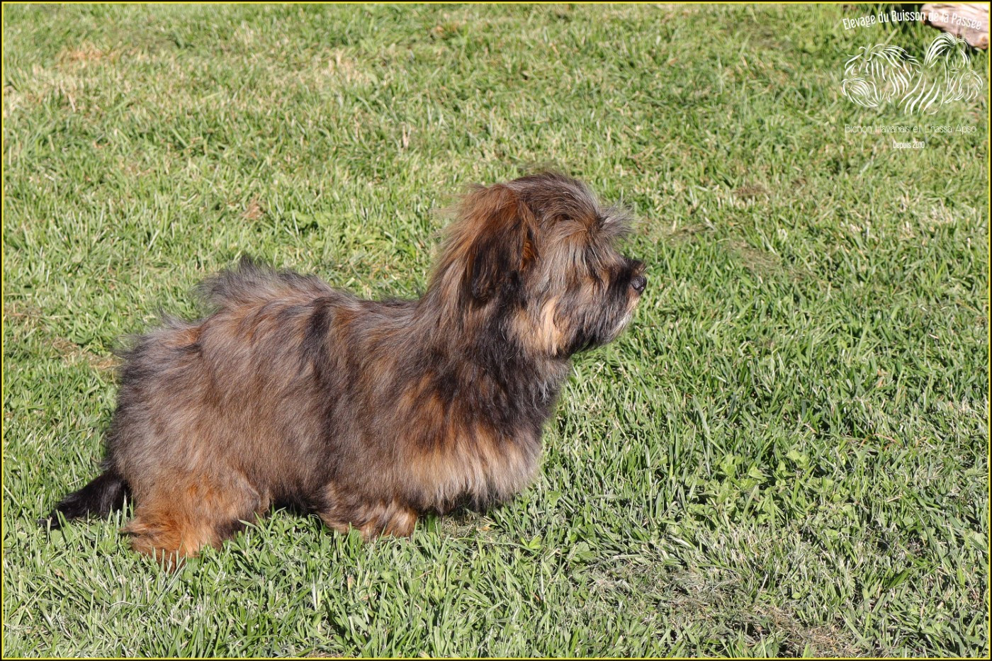 Arkane le rouge Harry's Company