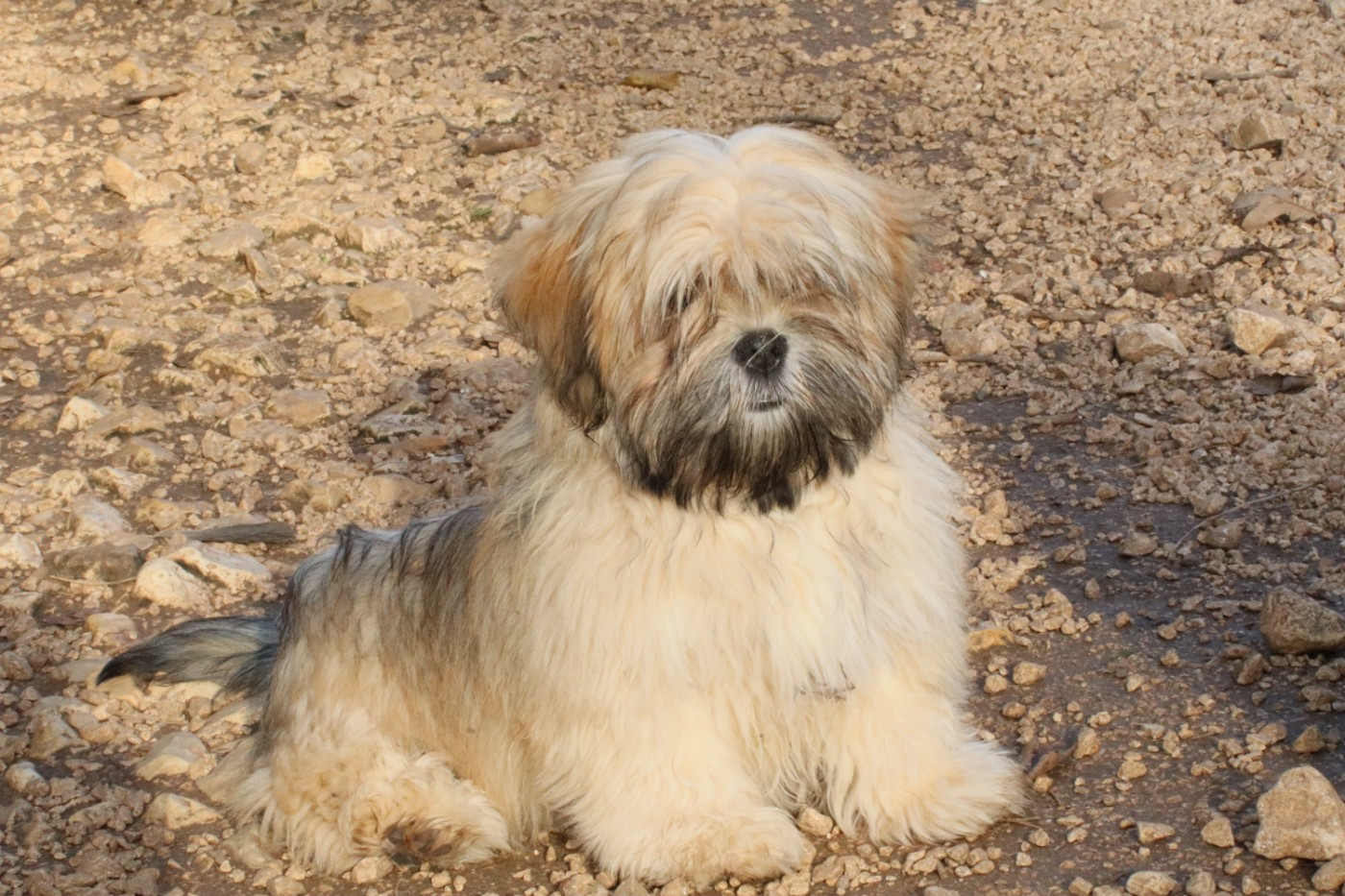 tai fanza Shirley poppy