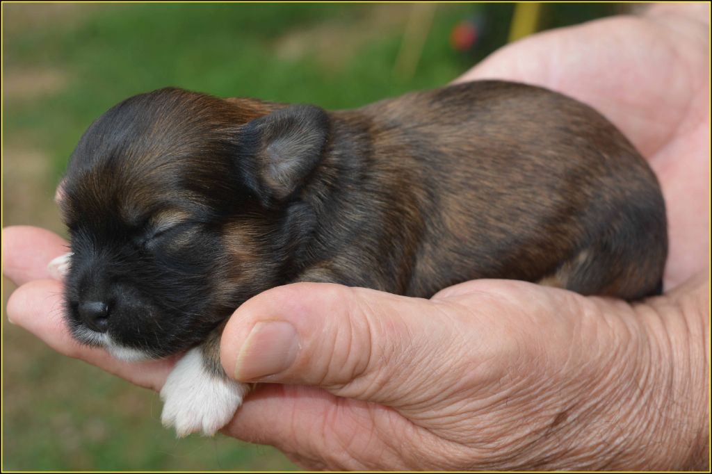Du Buisson De La Passée - Chiots disponibles - Bichon Havanais