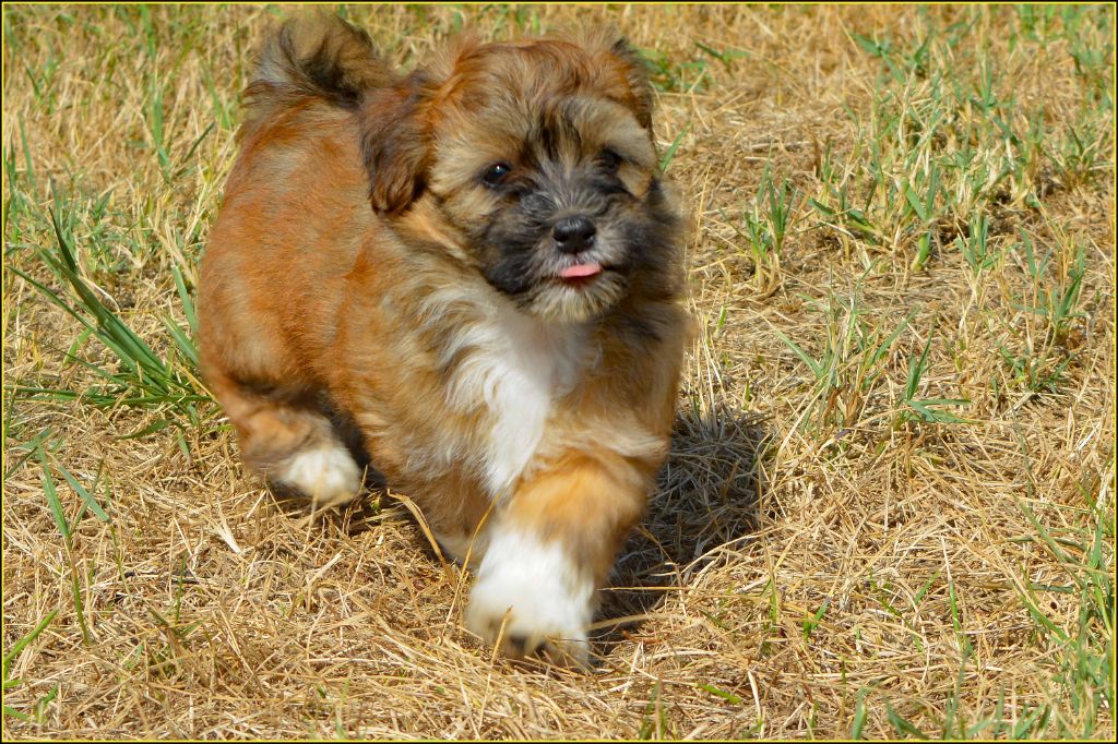 Du Buisson De La Passée - Chiots disponibles - Bichon Havanais