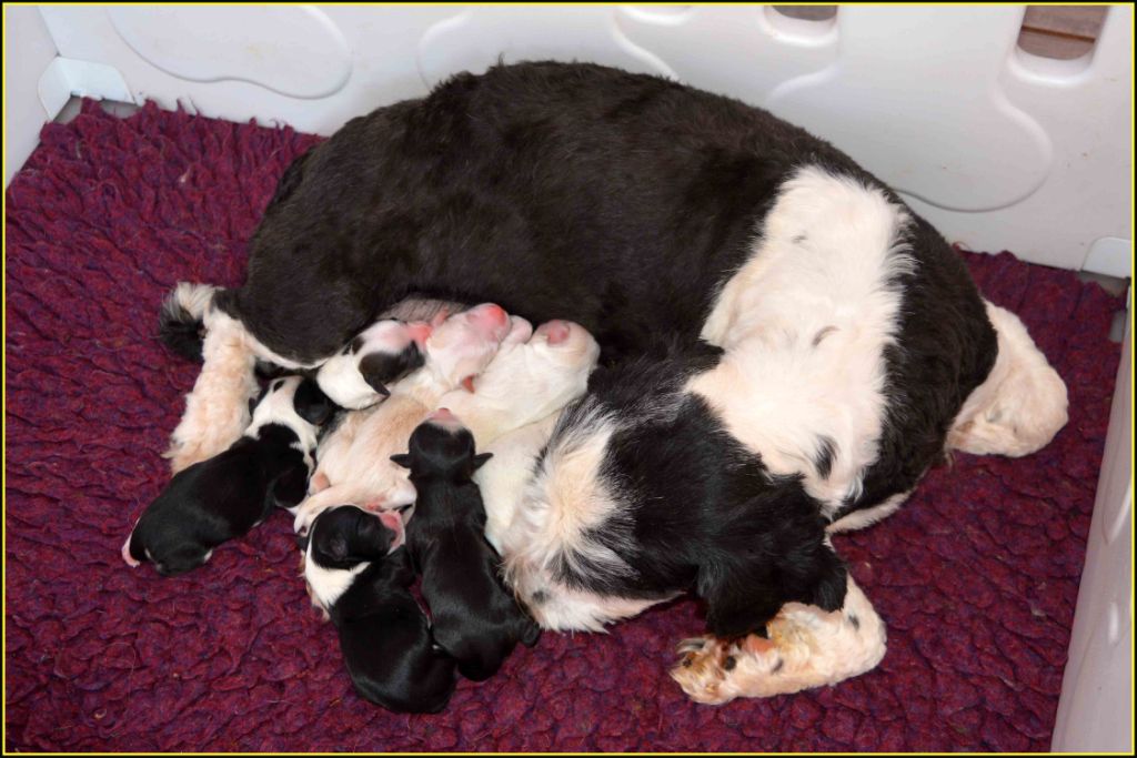 Chiot Bichon Havanais Du Buisson De La Passée