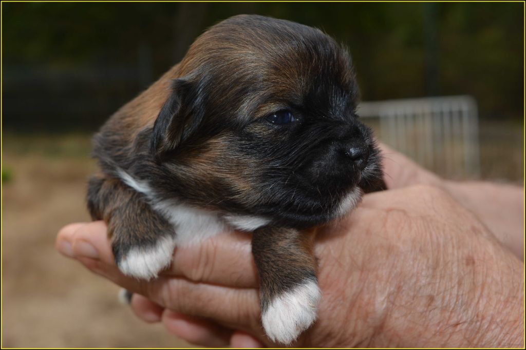 Du Buisson De La Passée - Chiots disponibles - Lhassa Apso