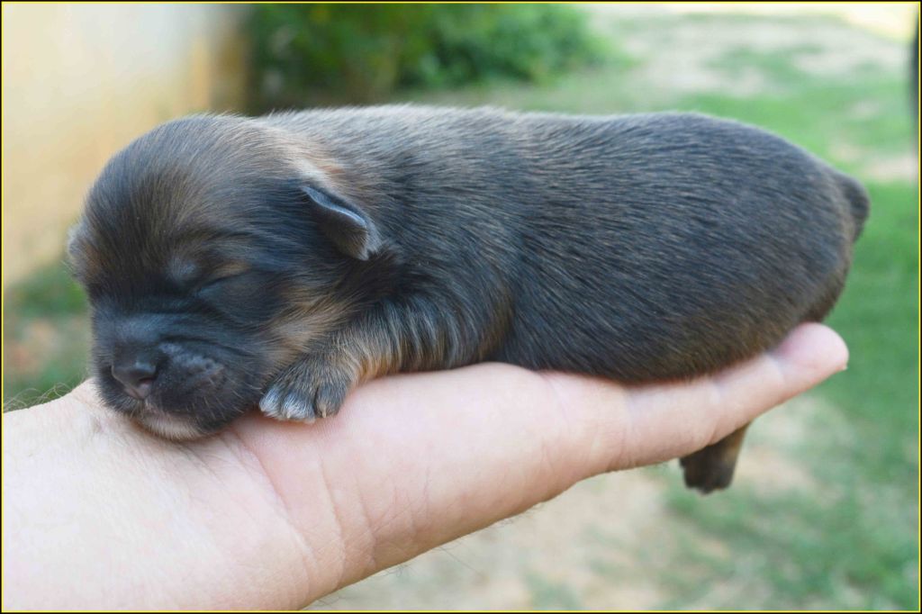Du Buisson De La Passée - Chiots disponibles - Lhassa Apso