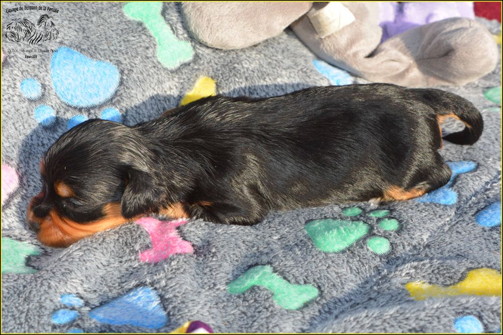 Du Buisson De La Passée - Chiots disponibles - Bichon Havanais