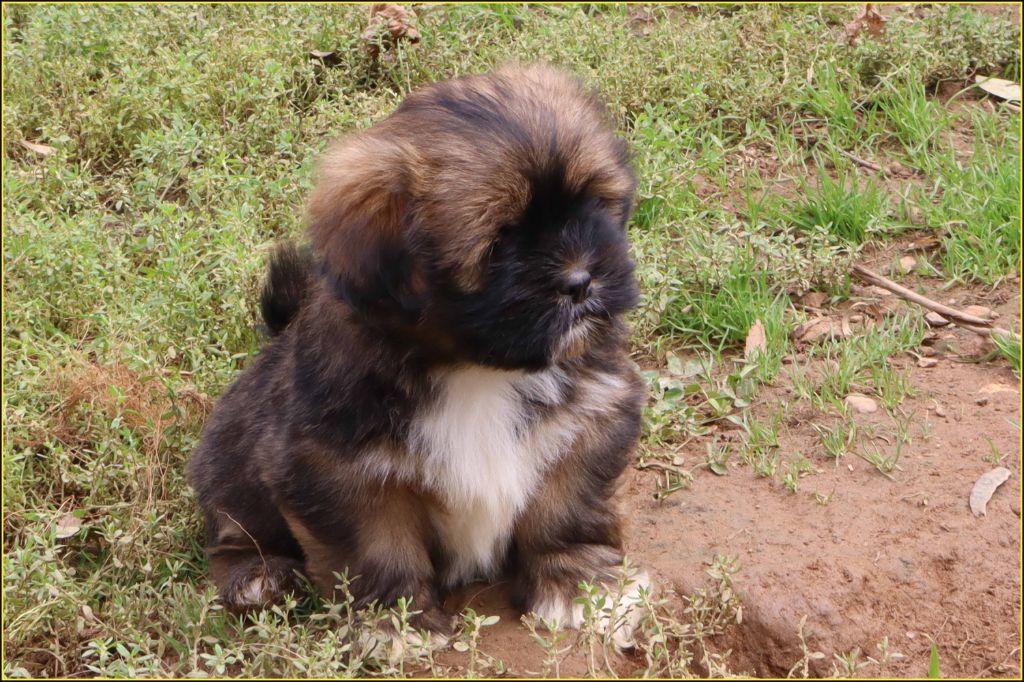 Du Buisson De La Passée - Chiots disponibles - Lhassa Apso