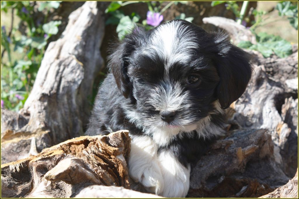 Du Buisson De La Passée - Chiots disponibles - Bichon Havanais
