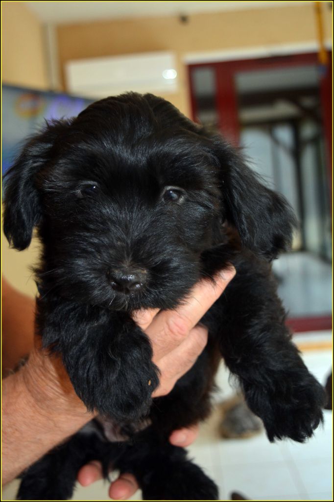 Du Buisson De La Passée - Chiots disponibles - Bichon Havanais