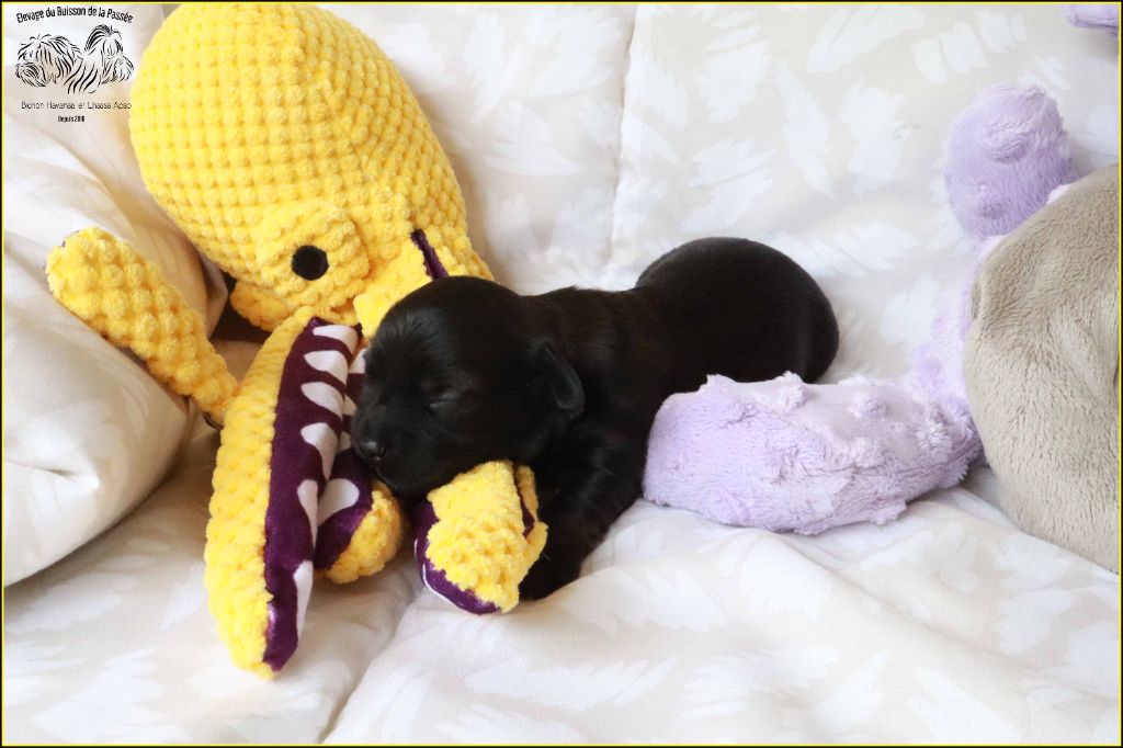 Du Buisson De La Passée - Chiots disponibles - Bichon Havanais