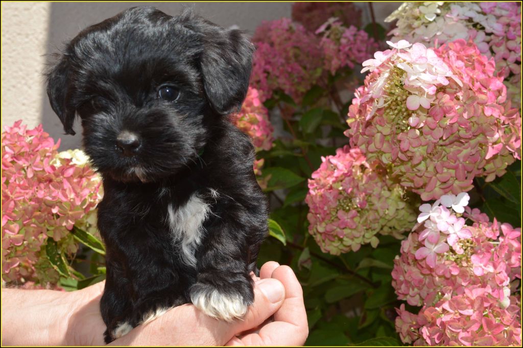 Du Buisson De La Passée - Chiots disponibles - Bichon Havanais