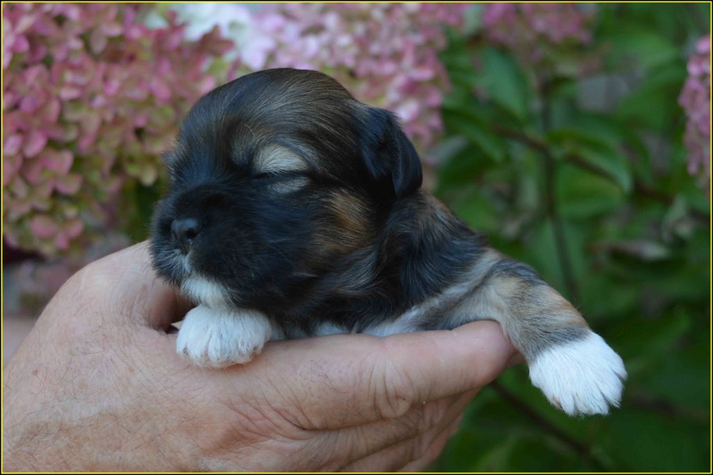 Du Buisson De La Passée - Chiots disponibles - Bichon Havanais