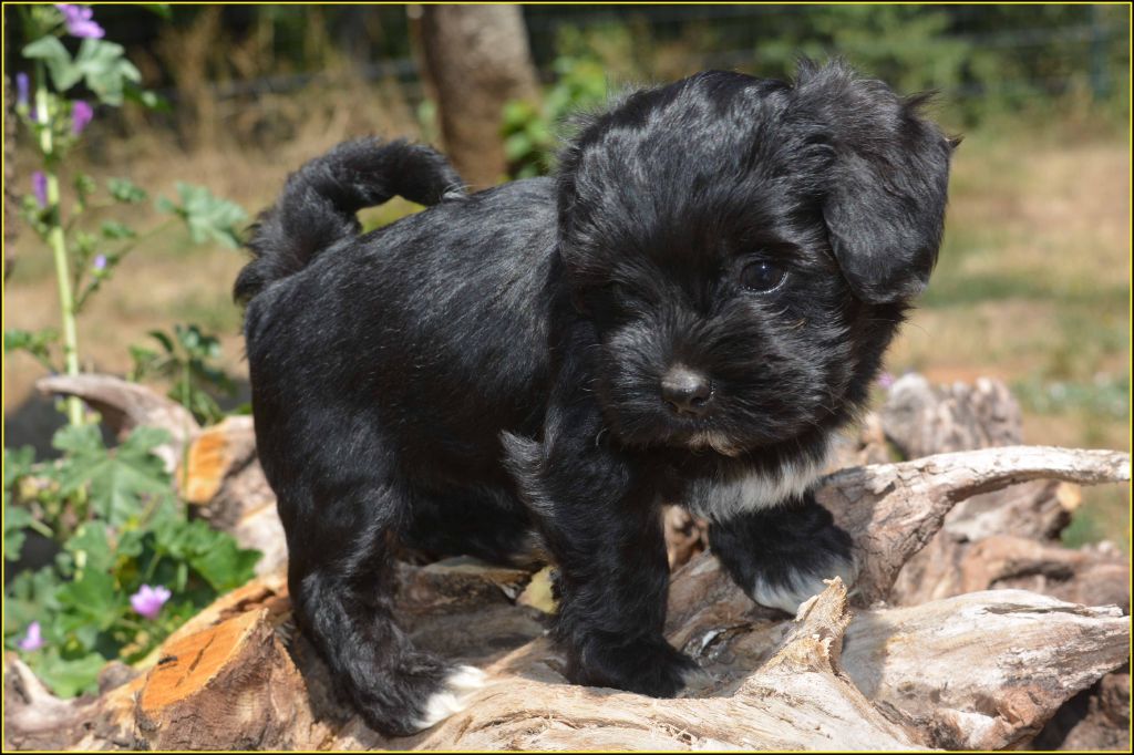 Du Buisson De La Passée - Chiots disponibles - Bichon Havanais