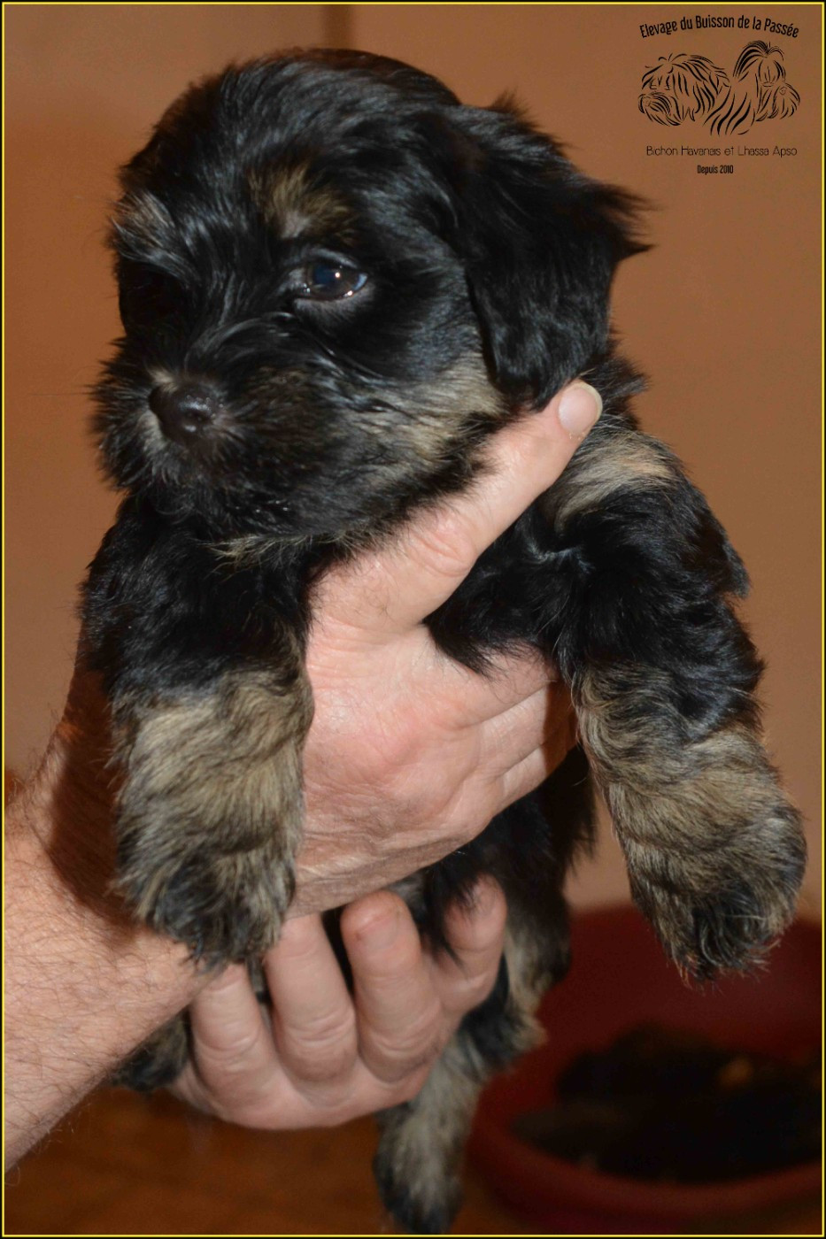 Du Buisson De La Passée - Chiots disponibles - Bichon Havanais