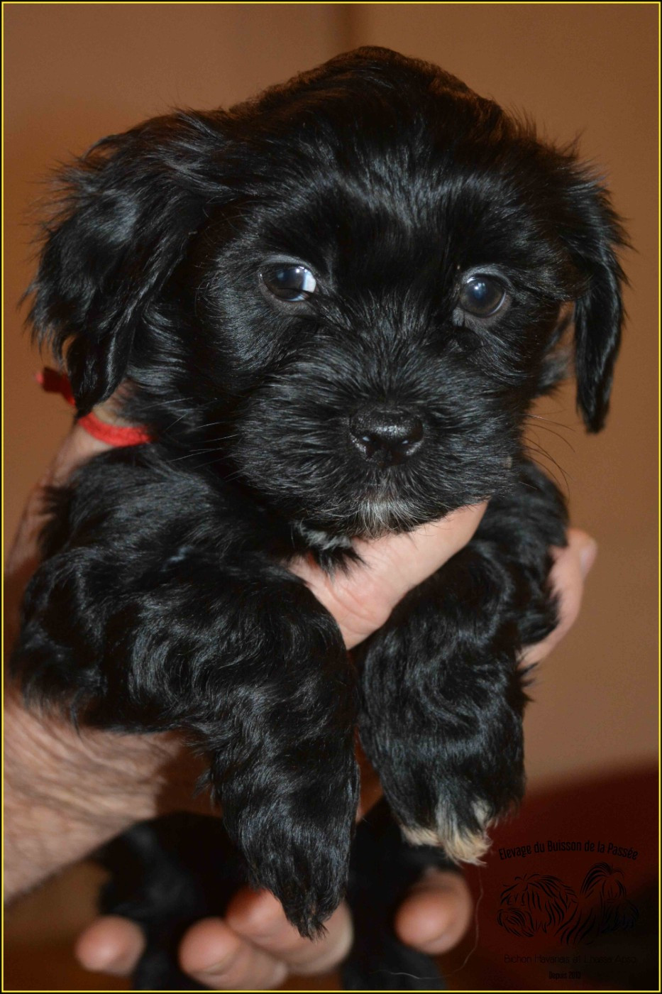 Du Buisson De La Passée - Chiots disponibles - Bichon Havanais