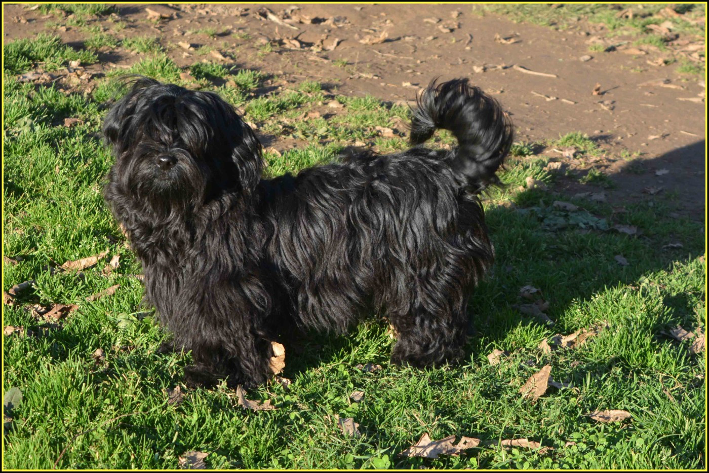 Du Buisson De La Passée - Chiots disponibles - Bichon Havanais