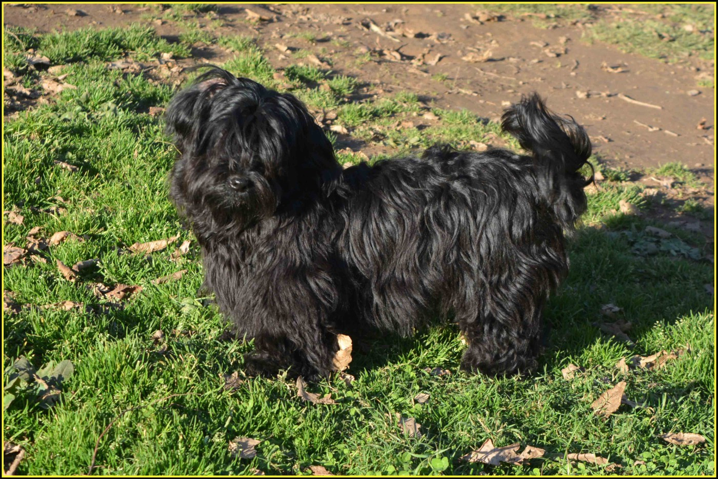 Du Buisson De La Passée - Chiots disponibles - Bichon Havanais