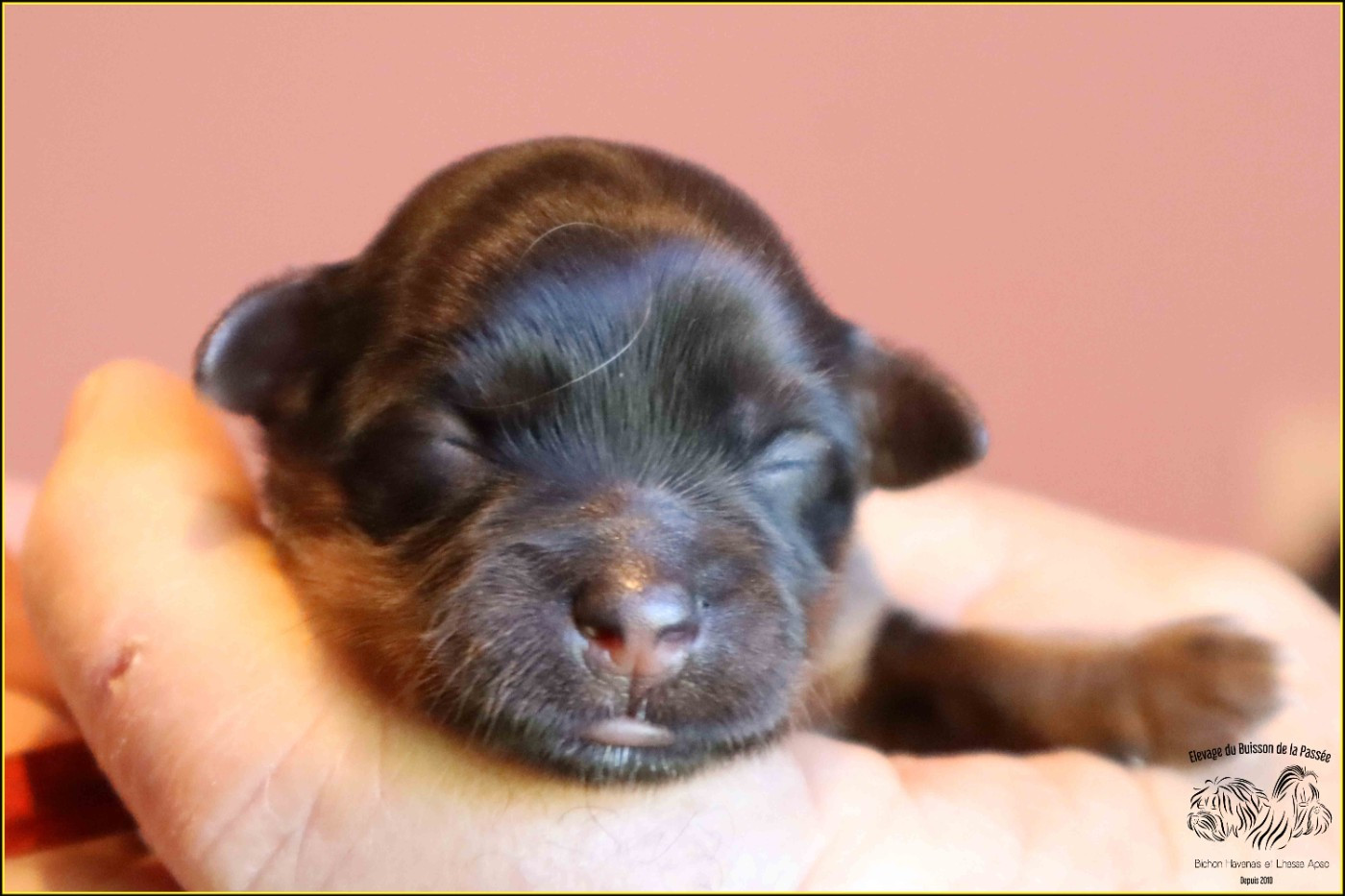 Du Buisson De La Passée - Chiots disponibles - Bichon Havanais