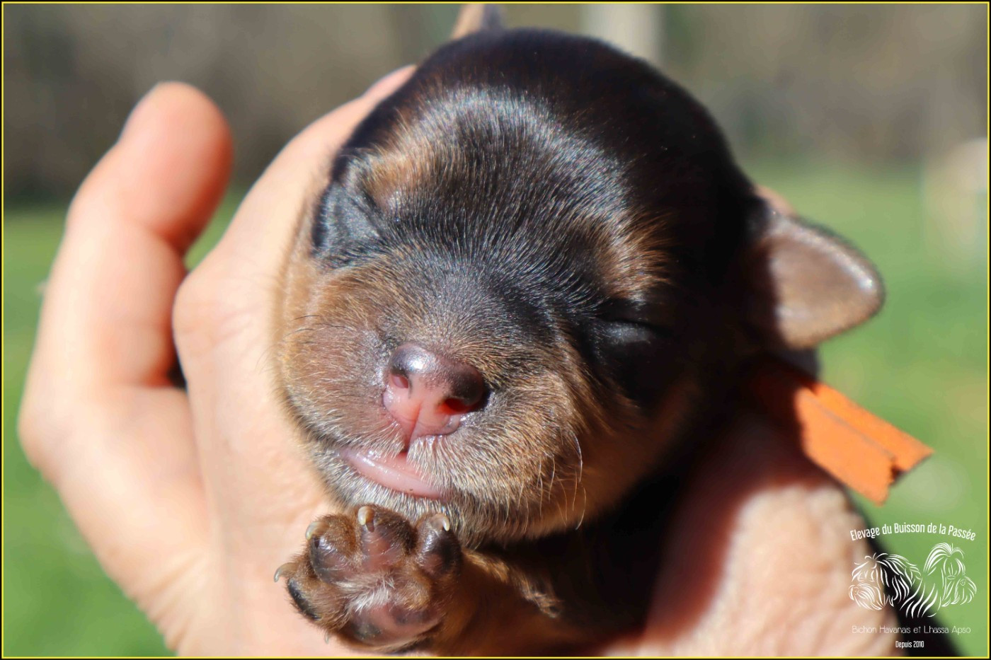 Du Buisson De La Passée - Chiots disponibles - Bichon Havanais