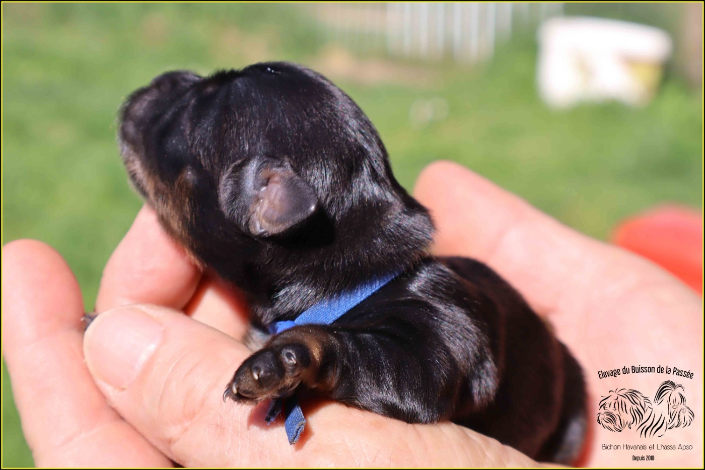 Du Buisson De La Passée - Chiots disponibles - Bichon Havanais