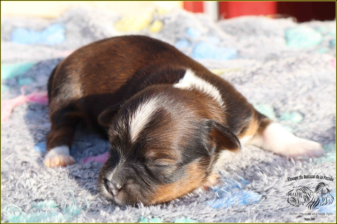 Du Buisson De La Passée - Chiots disponibles - Bichon Havanais