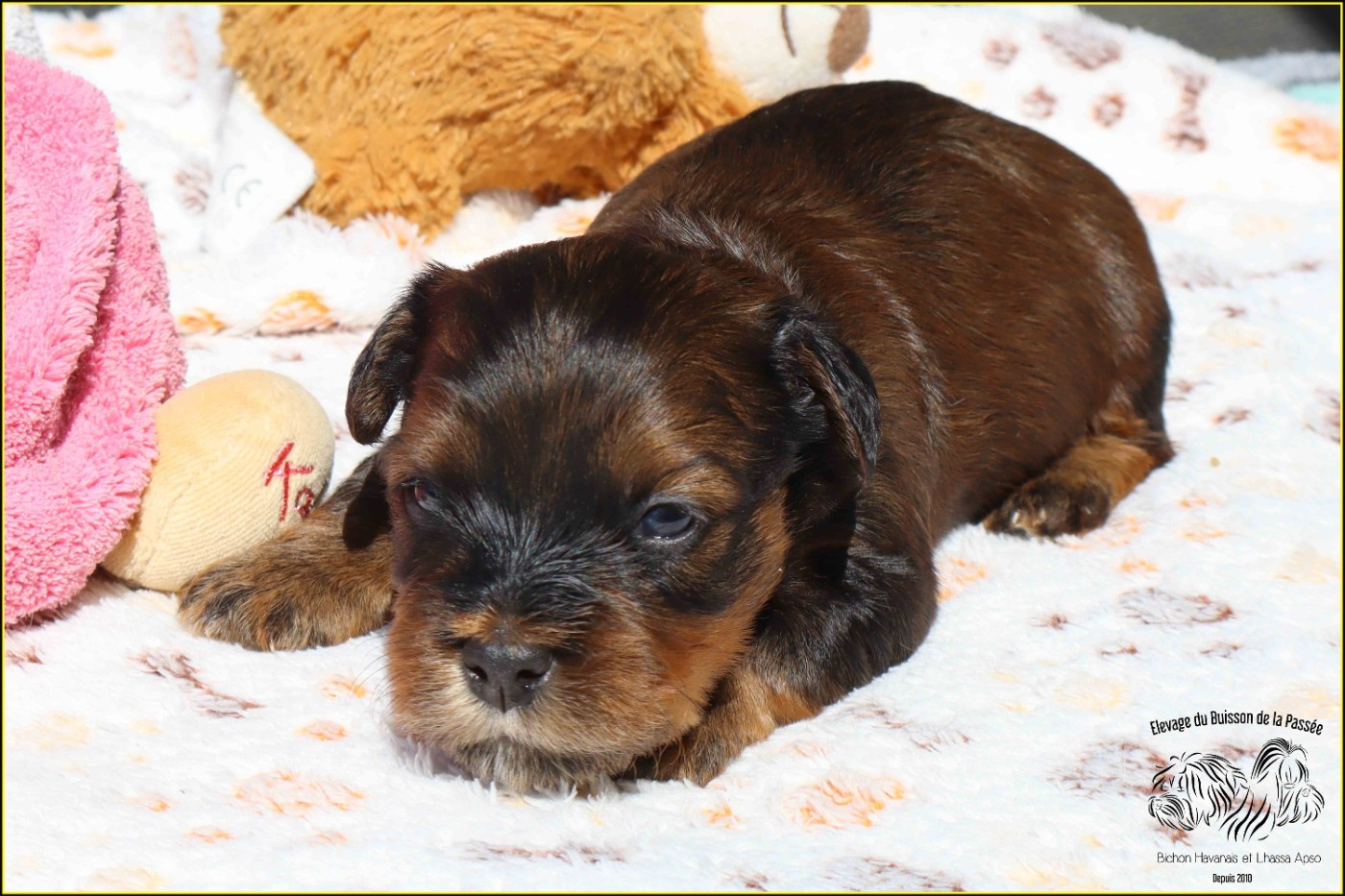 Du Buisson De La Passée - Chiots disponibles - Bichon Havanais