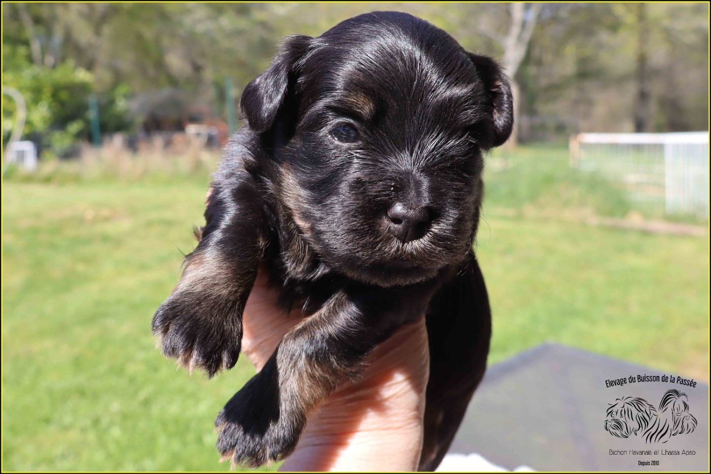 Du Buisson De La Passée - Chiots disponibles - Bichon Havanais