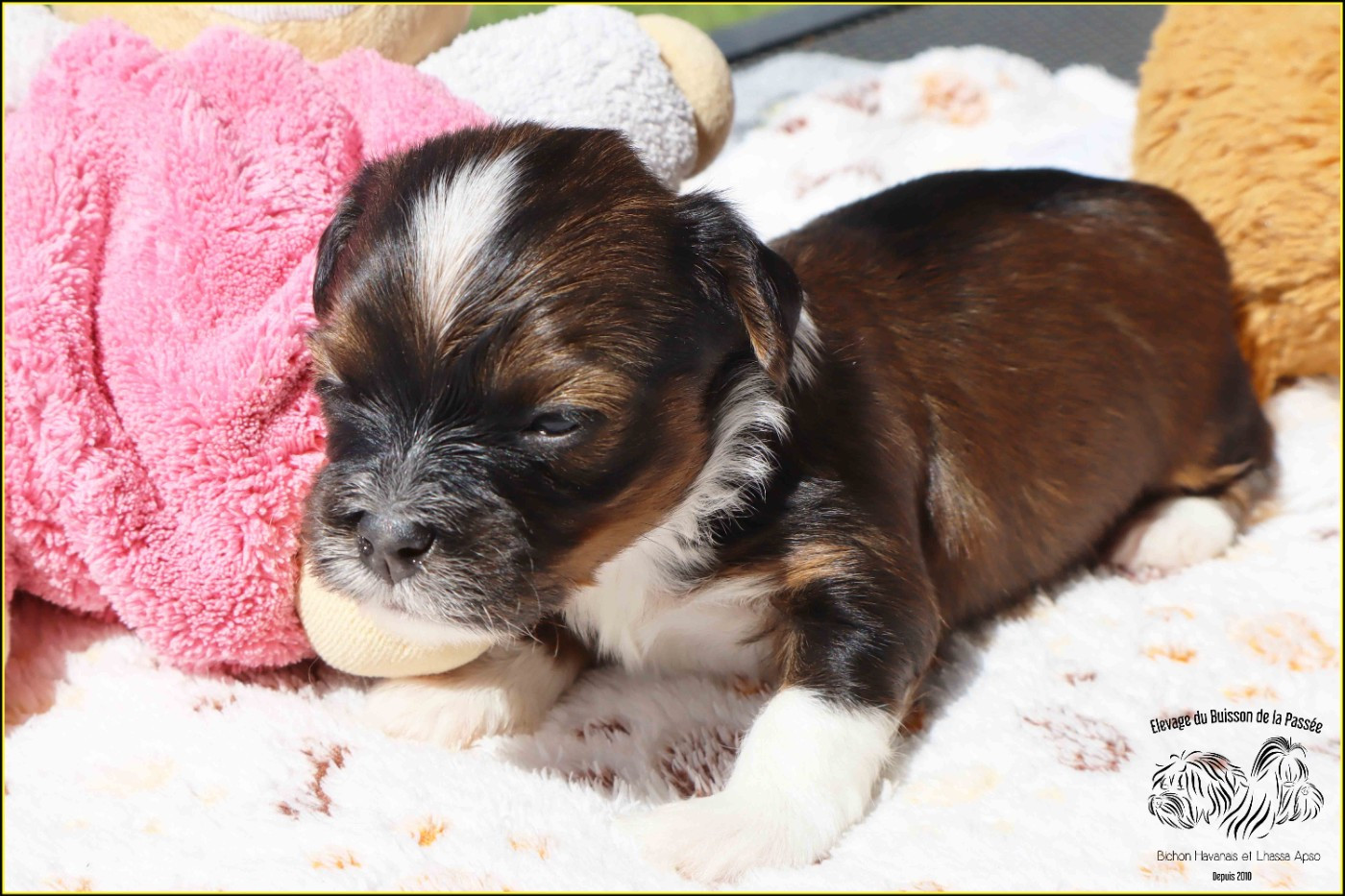 Du Buisson De La Passée - Chiots disponibles - Bichon Havanais