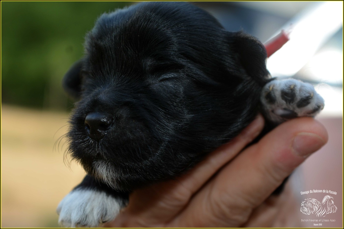 Du Buisson De La Passée - Chiots disponibles - Bichon Havanais