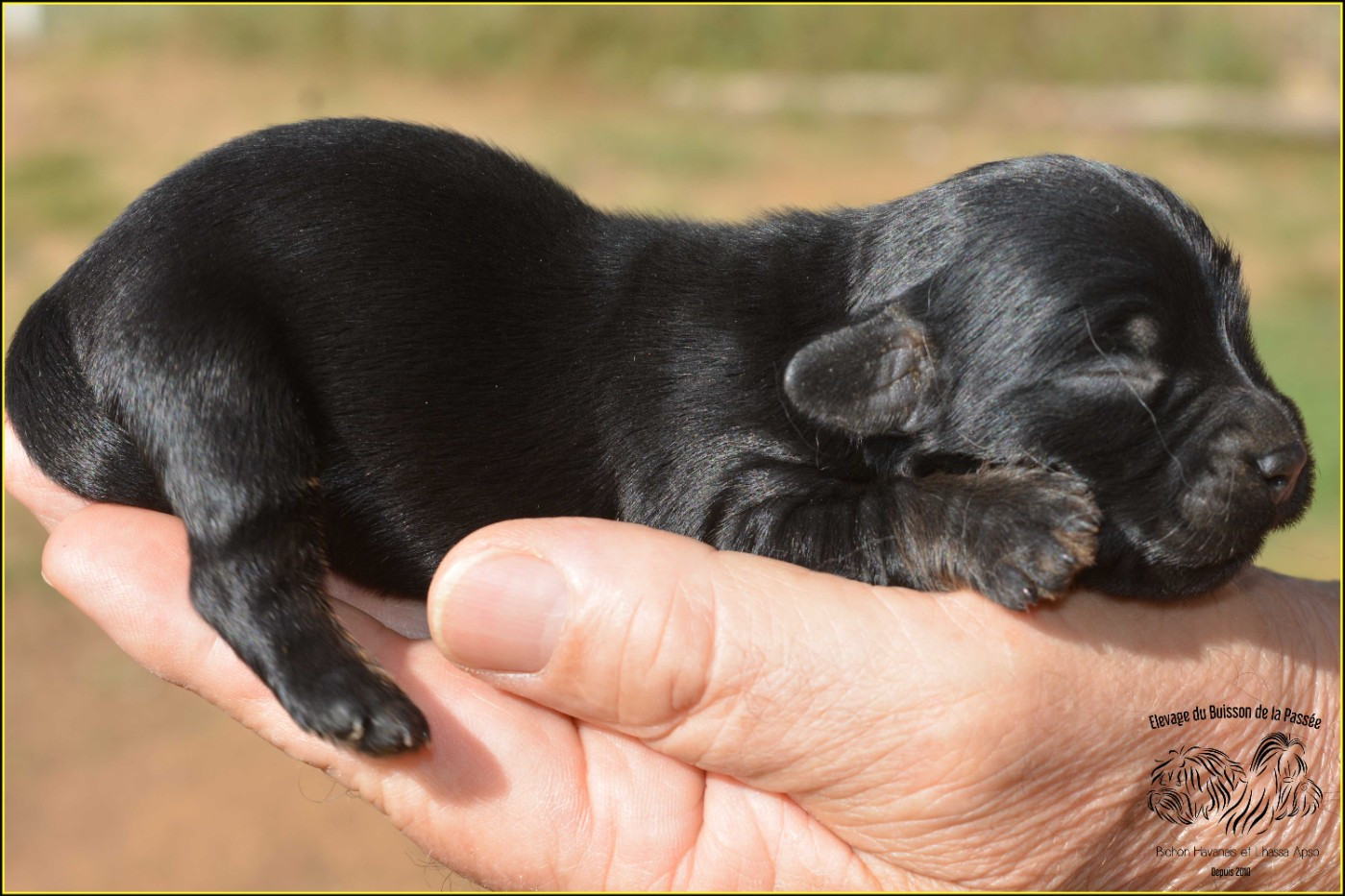 Du Buisson De La Passée - Chiots disponibles - Bichon Havanais