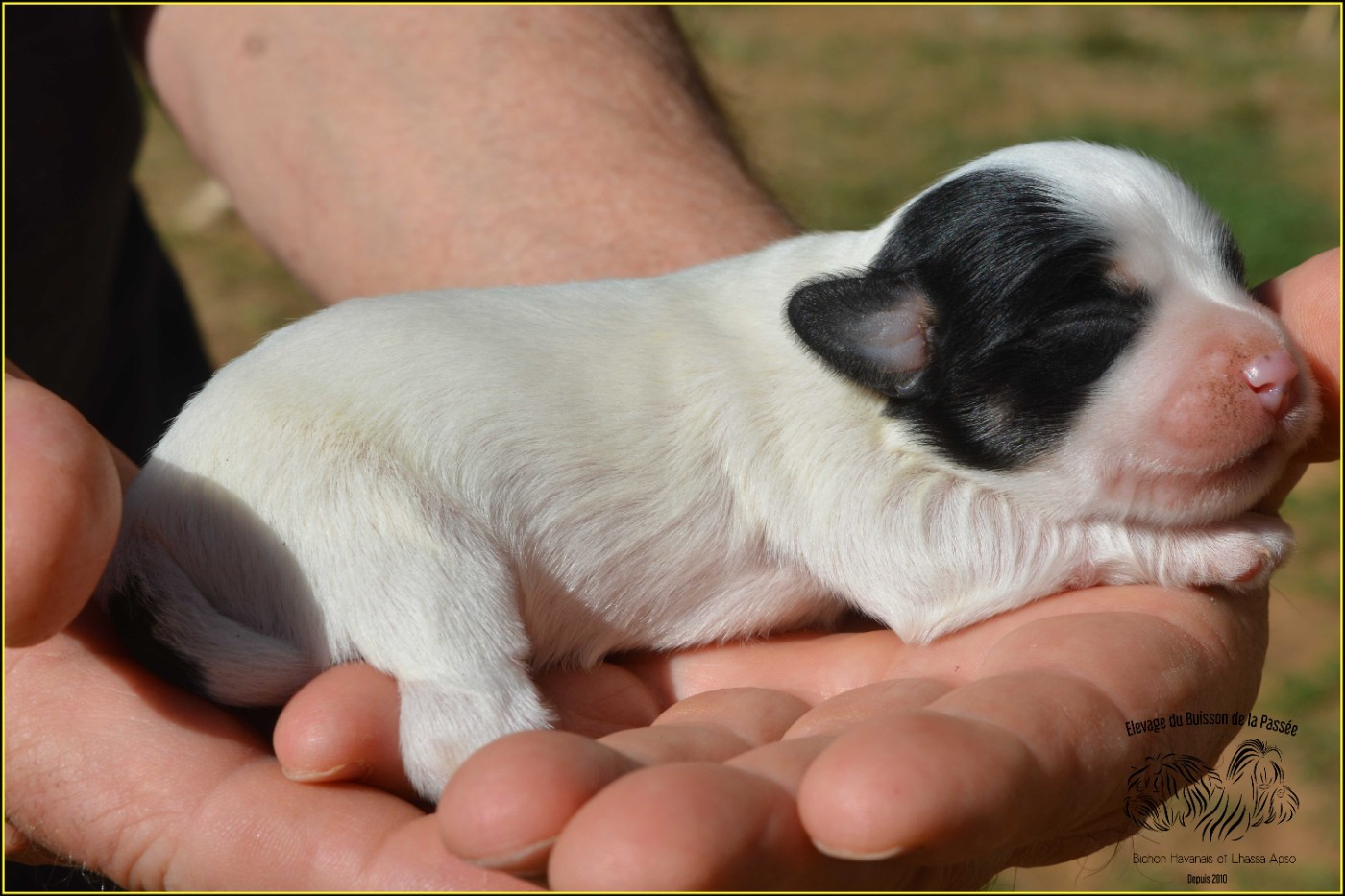 Du Buisson De La Passée - Chiots disponibles - Bichon Havanais