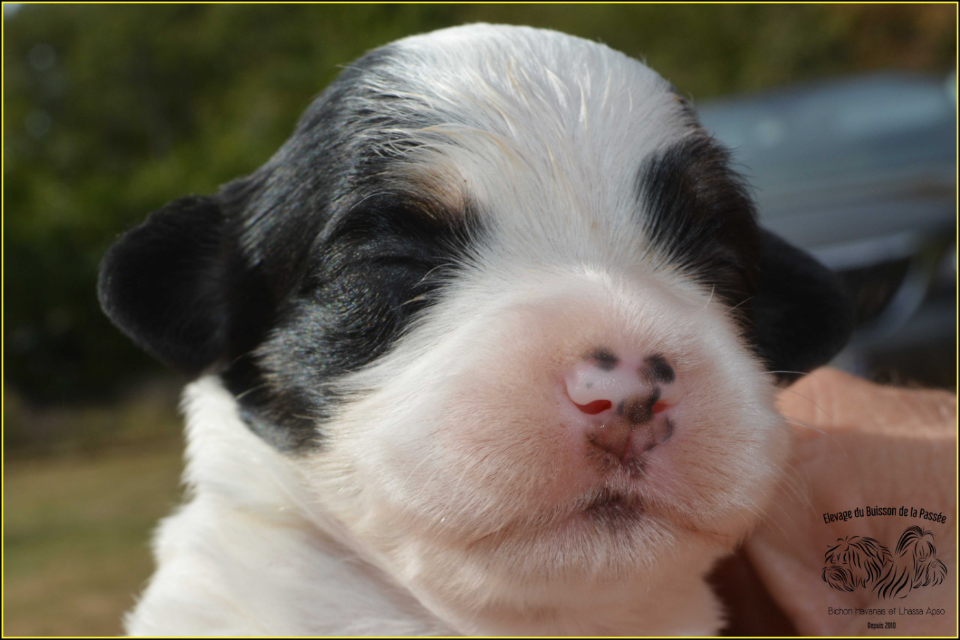 Du Buisson De La Passée - Chiots disponibles - Bichon Havanais