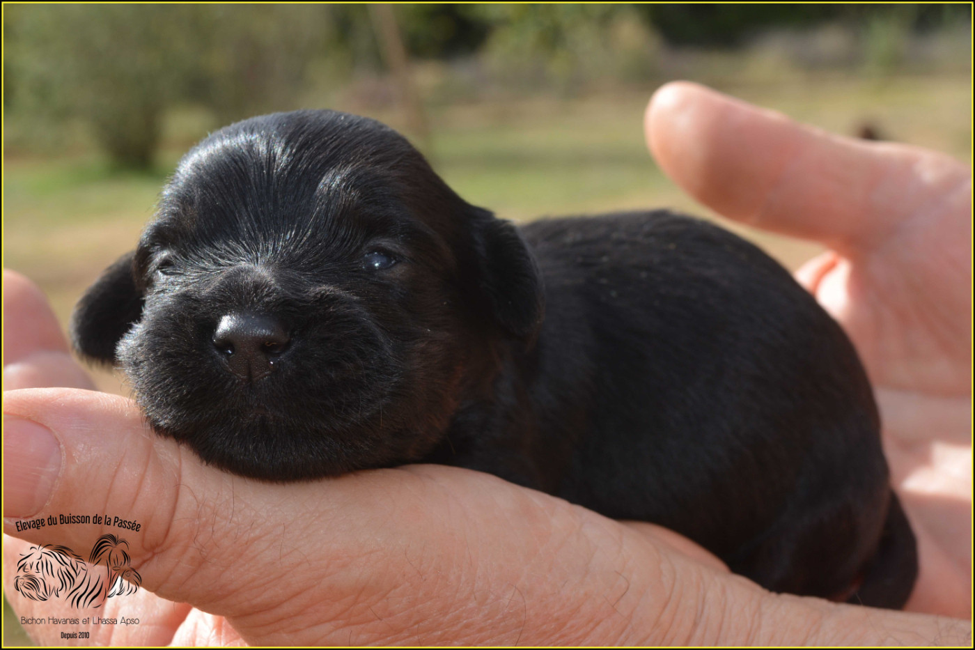 Du Buisson De La Passée - Chiots disponibles - Bichon Havanais