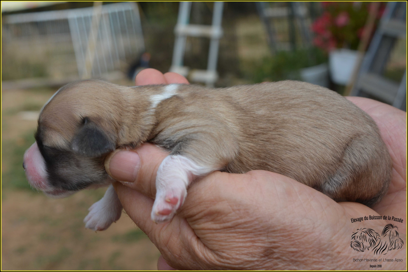 Du Buisson De La Passée - Chiots disponibles - Bichon Havanais