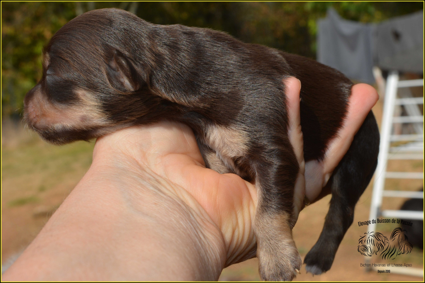 Du Buisson De La Passée - Chiots disponibles - Bichon Havanais
