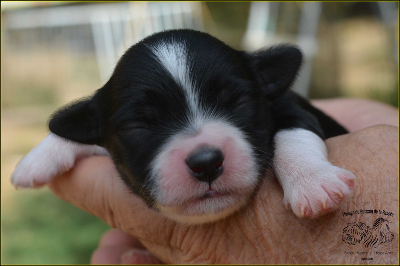 Du Buisson De La Passée - Chiots disponibles - Bichon Havanais