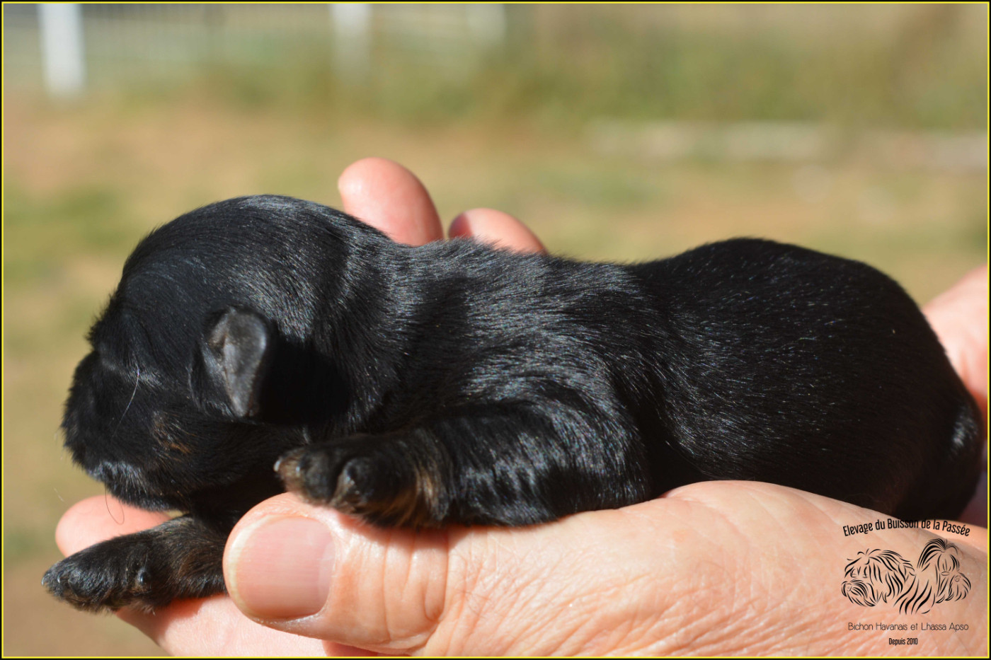 Du Buisson De La Passée - Chiots disponibles - Bichon Havanais