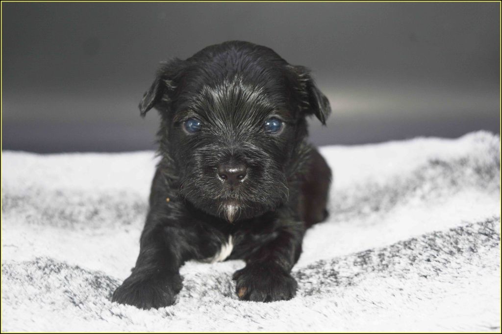 Du Buisson De La Passée - Chiots disponibles - Bichon Havanais