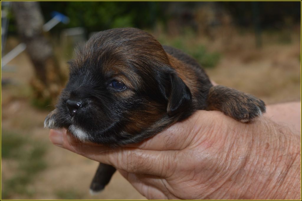 Du Buisson De La Passée - Chiots disponibles - Lhassa Apso