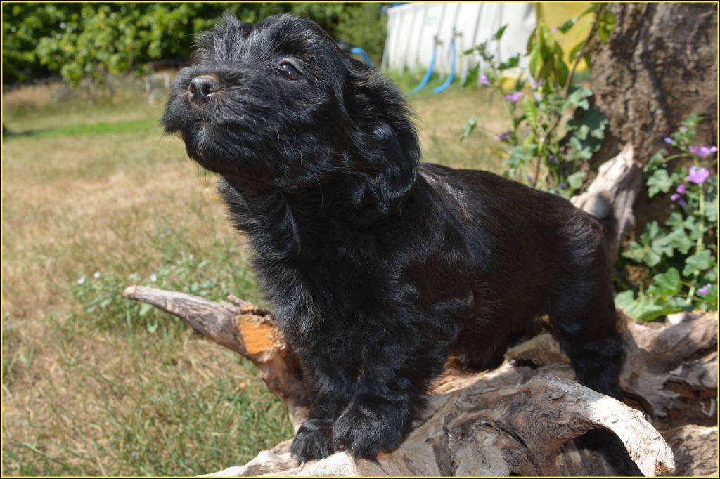 Du Buisson De La Passée - Chiots disponibles - Bichon Havanais