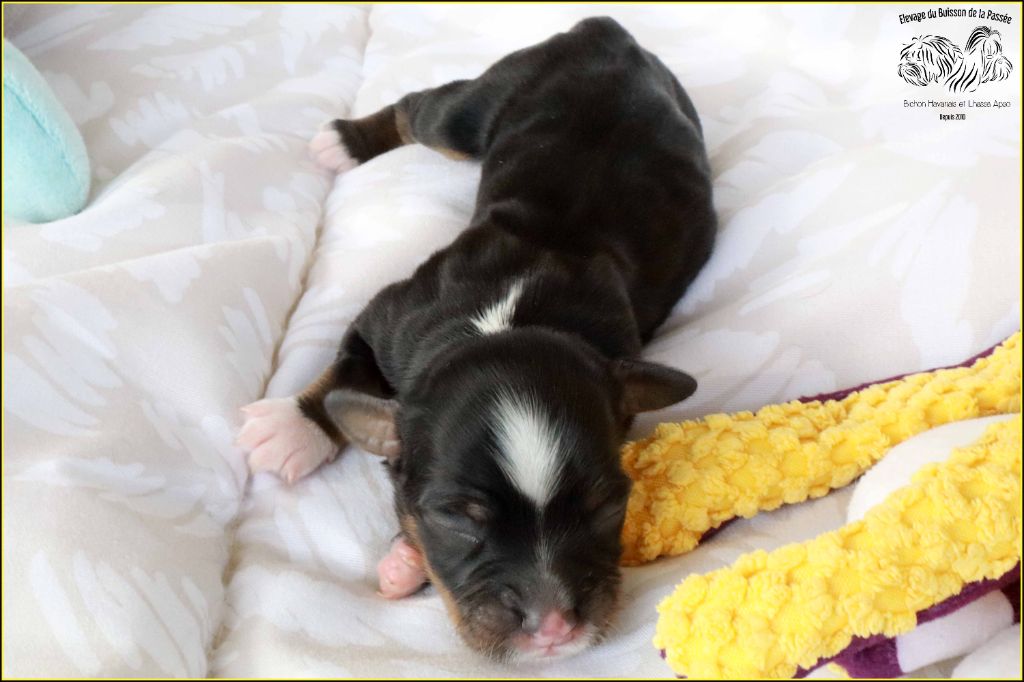 Du Buisson De La Passée - Chiots disponibles - Bichon Havanais